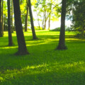 The magic grove by the lake